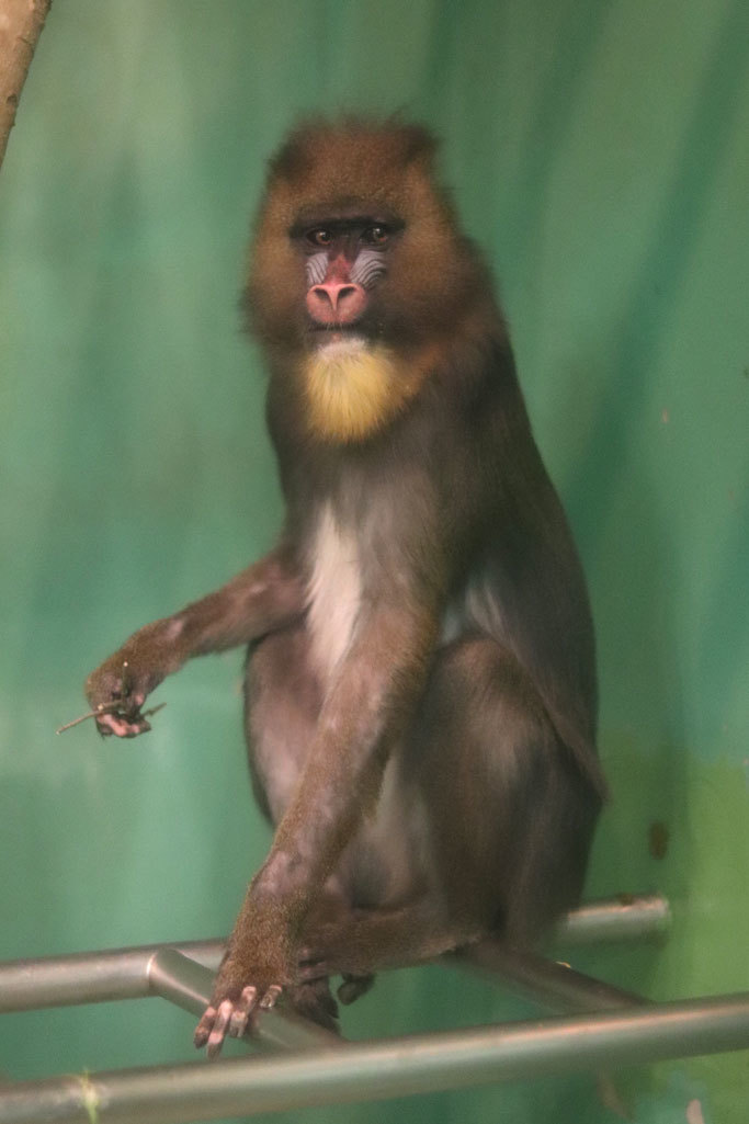 マンドリルとパタスザルと夕暮れに鳴くニホンザル 千葉市動物公園 December 19 続々 動物園ありマス