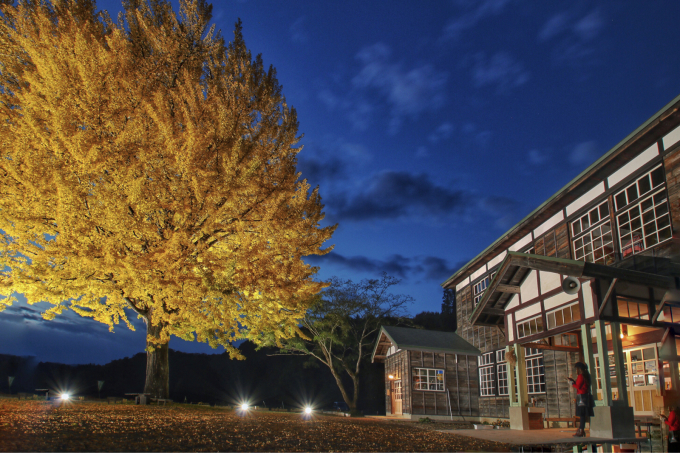 喰丸小学校の大銀杏 ライトアップ C 日和