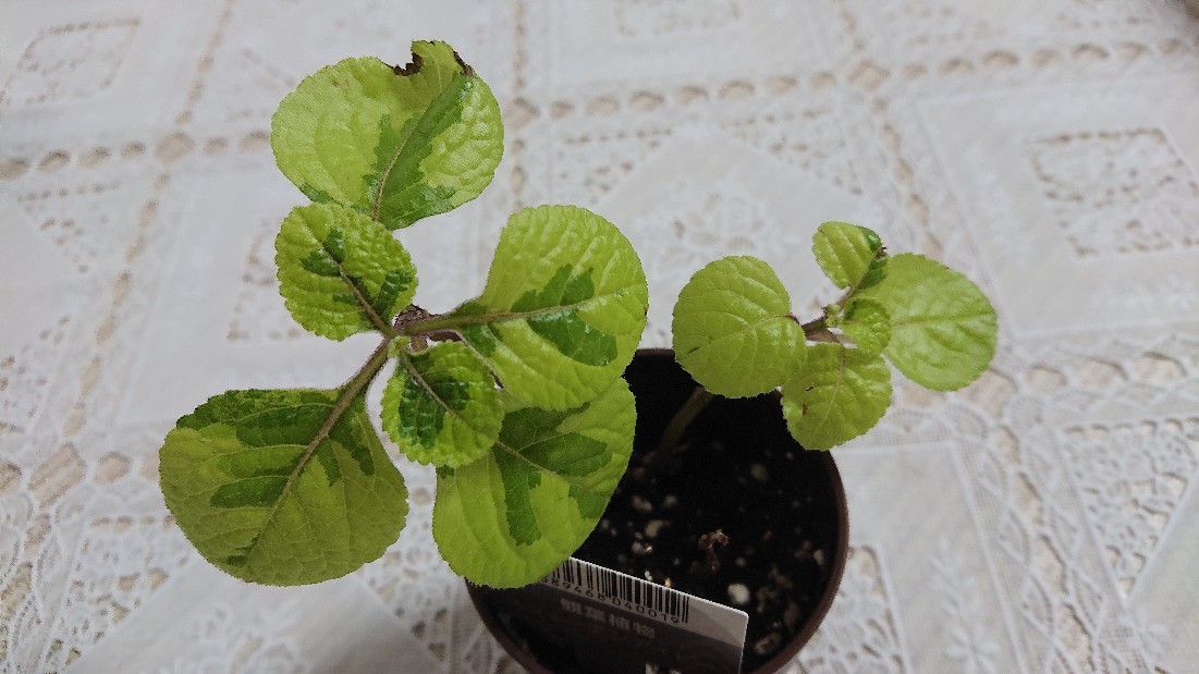 Daisoのスウェーデンアイビー Ree S Blog