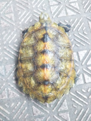 イシガメ 甲羅干しにワセリンを こっけの備忘録 イシガメ 甲羅干しにワセリンを こっけの備忘録