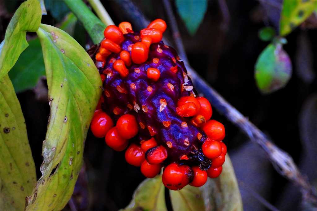 マムシグサ なんでもブログ２