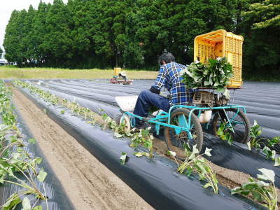 熊本県産!熟成サツマイモ『紅はるか』大好評販売中!今ならあまりお待たせすることなく出荷可能です!_a0254656_18043785.jpg