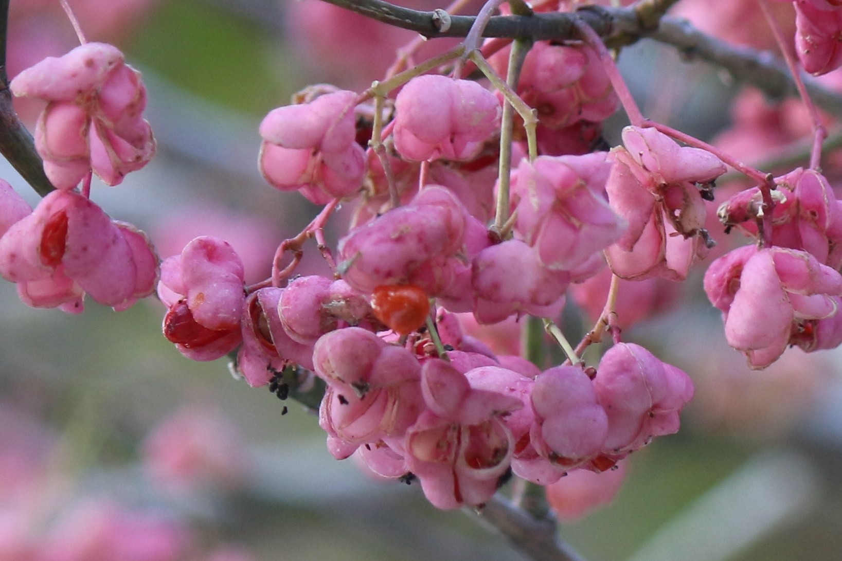 檀の実 マユミノミ : ひげ爺の花便り