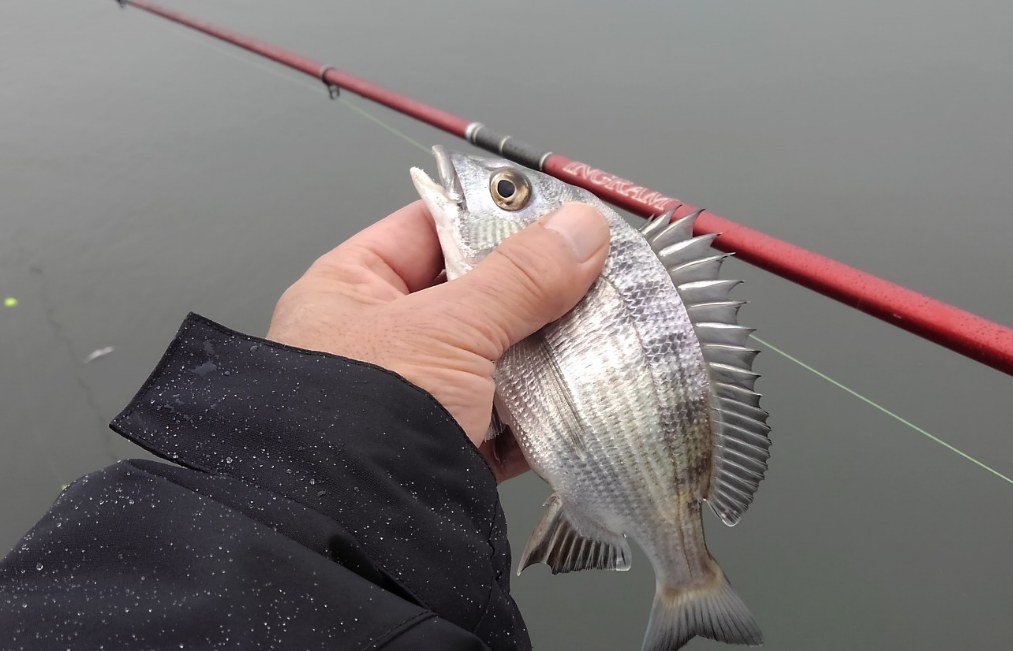我慢大会 いち流の釣りtoひとりごと