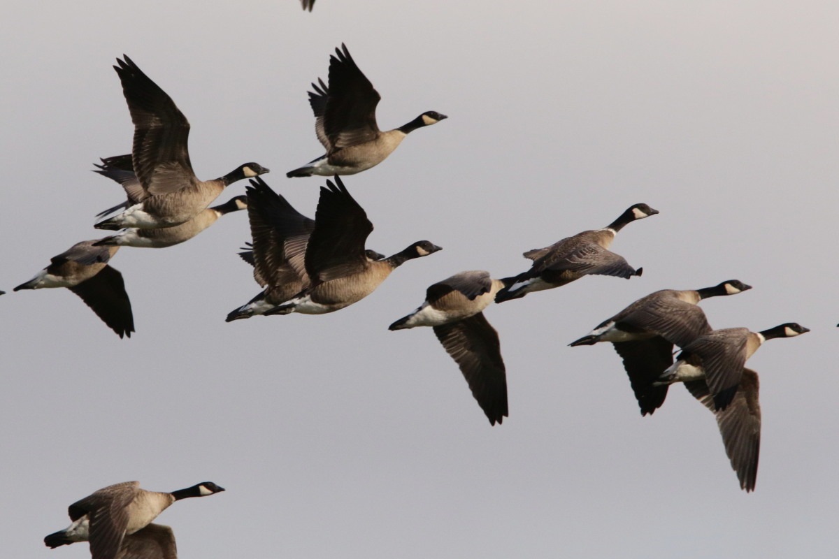 シジュウカラガン ハクガン 幼鳥 今日の鳥さん