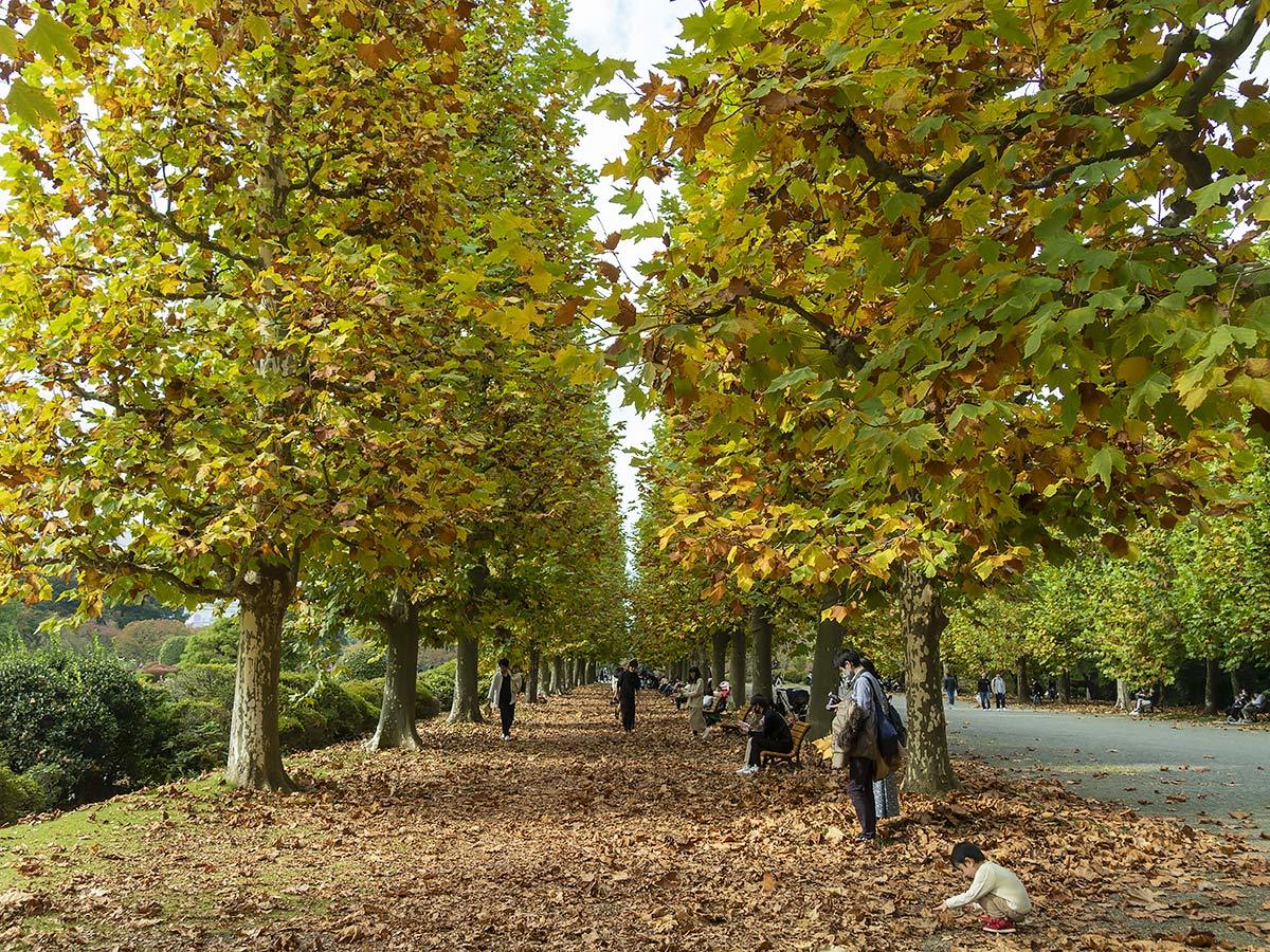 もう冬です。 310/366 11月8日（日）　　7079
