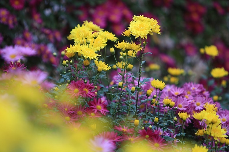 菊の花・・・(4435)_e0349324_19542979.jpg