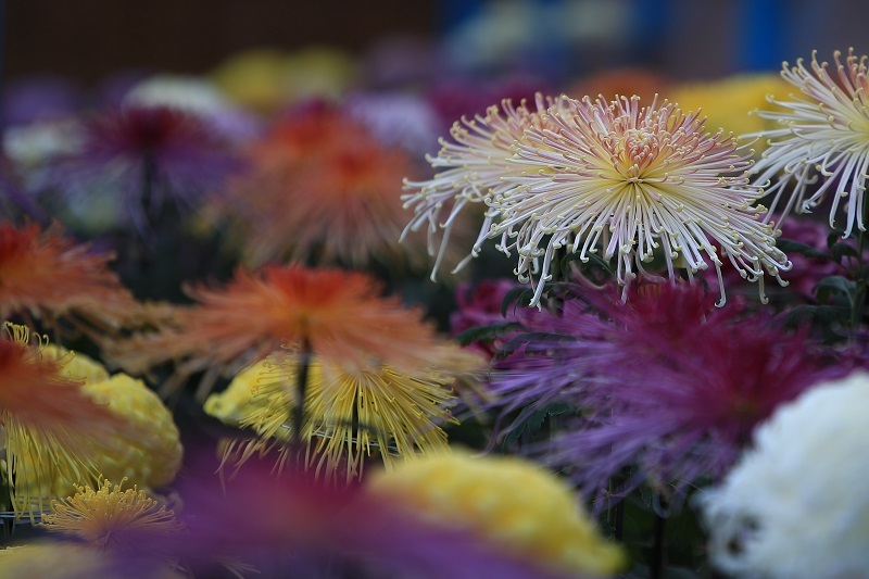 菊の花・・・(4435)_e0349324_19543971.jpg