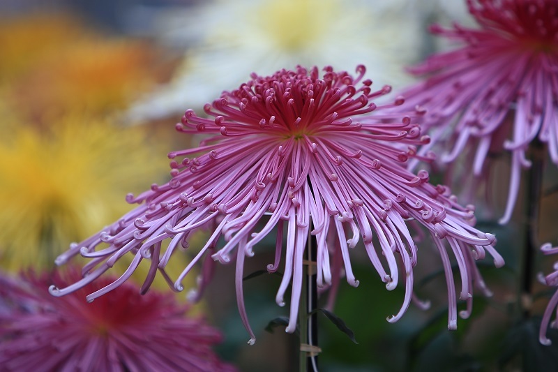 菊の花・・・(4435)_e0349324_19544977.jpg