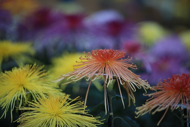 菊の花・・・(4435)_e0349324_19551303.jpg