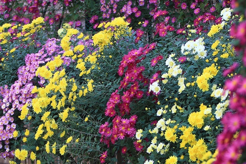 菊の花・・・(4435)_e0349324_19553114.jpg