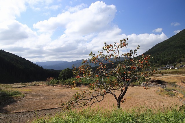 アサギマダラ蝶の里山(その1)(撮影:11月1日)_e0321325_11221596.jpg