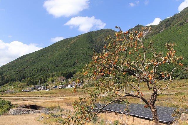 アサギマダラ蝶の里山(その1)(撮影:11月1日)_e0321325_11224334.jpg