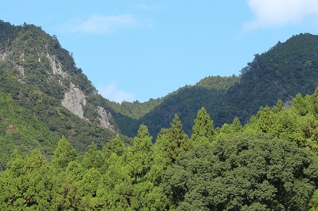 アサギマダラ蝶の里山(その1)(撮影:11月1日)_e0321325_11235355.jpg