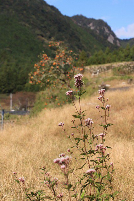 アサギマダラ蝶の里山(その1)(撮影:11月1日)_e0321325_11241888.jpg
