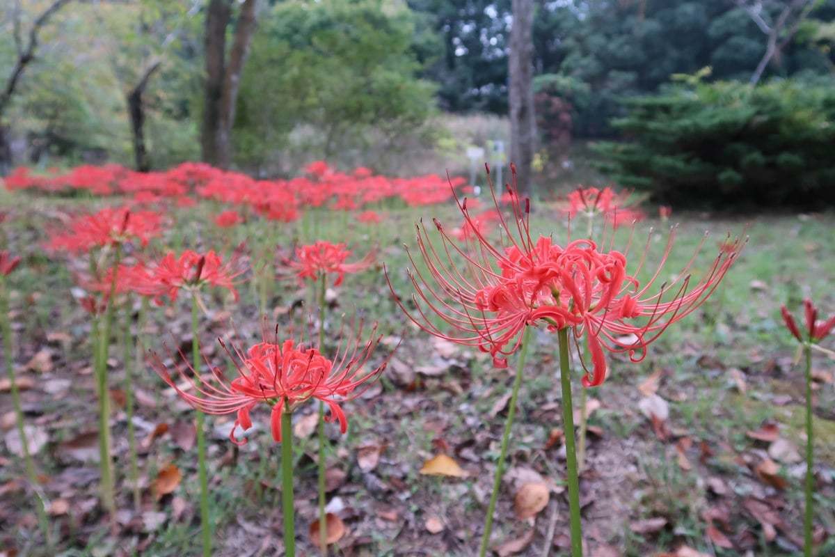 Goto 筑波 つくば植物園 星も車もやっぱりスバルっ