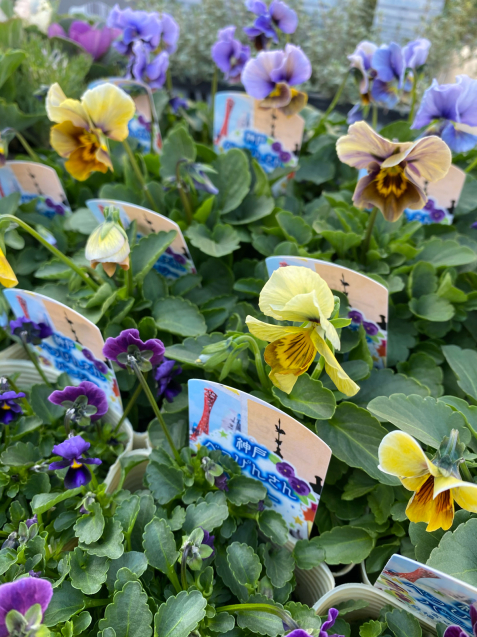 楽天市場】ビオラ 神戸べっぴんさん 夢紡ぎ アソート 3.5号ポット苗