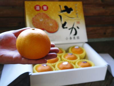 究極の柑橘「せとか」 まもなく色づき始めます!ハウスにビニールをはり潅水と温度管理で最後の仕上げです_a0254656_17172754.jpg