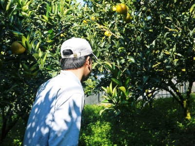 究極の柑橘「せとか」 まもなく色づき始めます!ハウスにビニールをはり潅水と温度管理で最後の仕上げです_a0254656_17360737.jpg