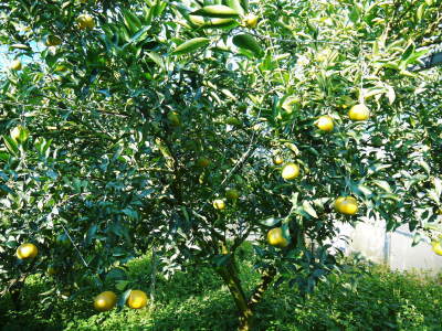 究極の柑橘「せとか」 まもなく色づき始めます!ハウスにビニールをはり潅水と温度管理で最後の仕上げです_a0254656_17544392.jpg