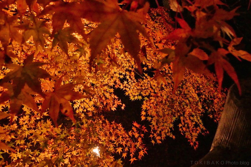 山中湖 夕焼けの渚・紅葉まつり_d0100156_15484642.jpg