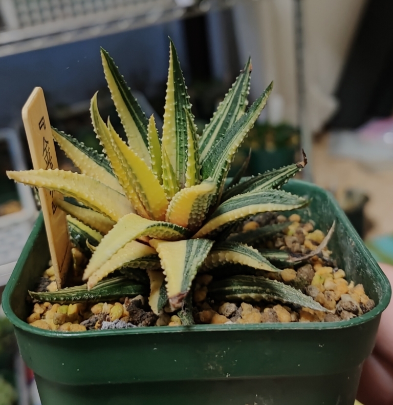 ハオルチア　十二の巻　ワイドバンド斑入り ハオルチア 十二の巻 ワイドバンド斑入り 多肉植物：ハオルチア