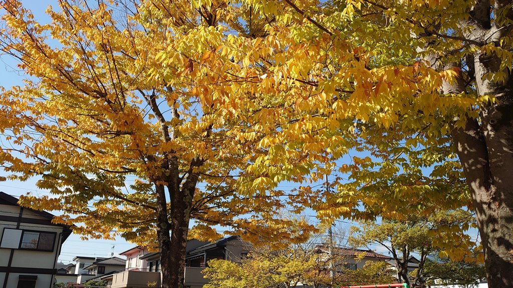 2020年鉢植えブルーベリーの紅葉 in 広島市_d0358272_23180214.jpg