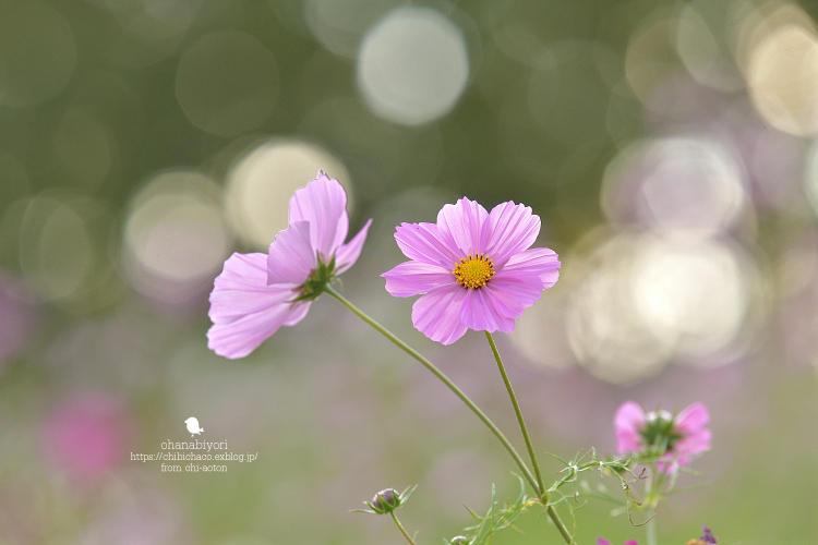 ひらり ひらり お花びより ひらり ひらり お花びより