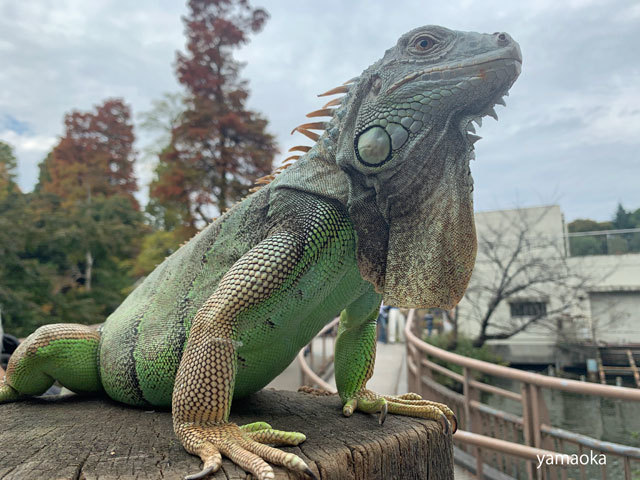 ご近所の井の頭公園へ自転車をとばす ふらんす堂編集日記 By Yamaoka Kimiko