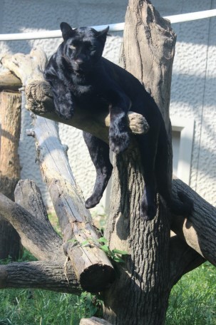 クロヒョウ スーさん どうぶつたちと私