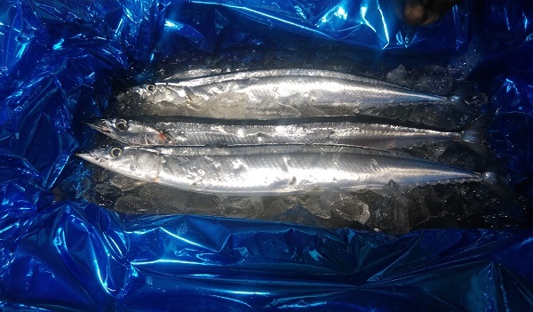 釣り人の食卓 サンマ 波止釣り放浪記 Part3 釣り人の食卓 サンマ 波止釣り放浪記 Part3