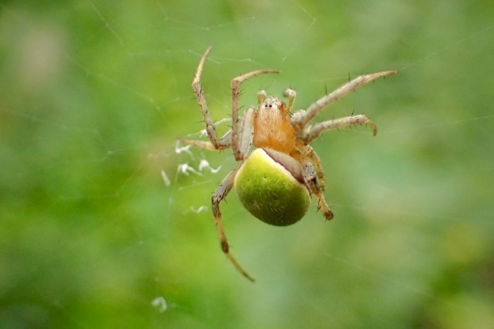 ワキグロサツマノミダマシ 脇黒薩摩の実騙し いちばん美しいクモの巣 ル グウィン 世話要らずの庭