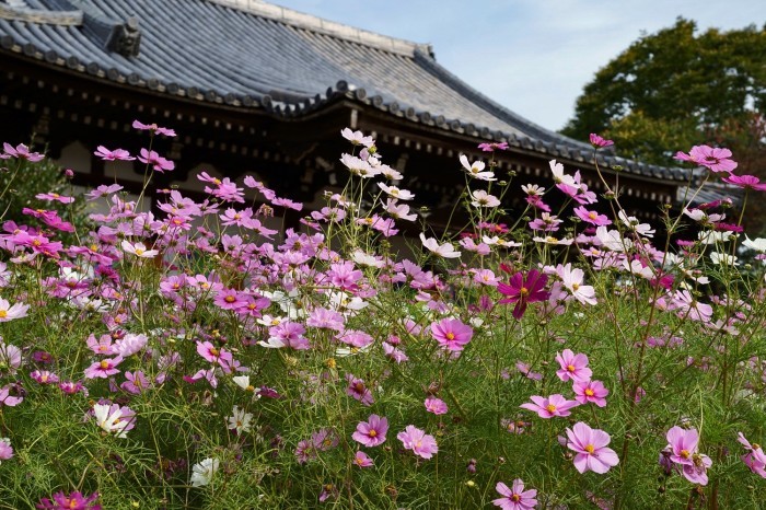 秋桜咲く般若寺_e0177413_21040643.jpg