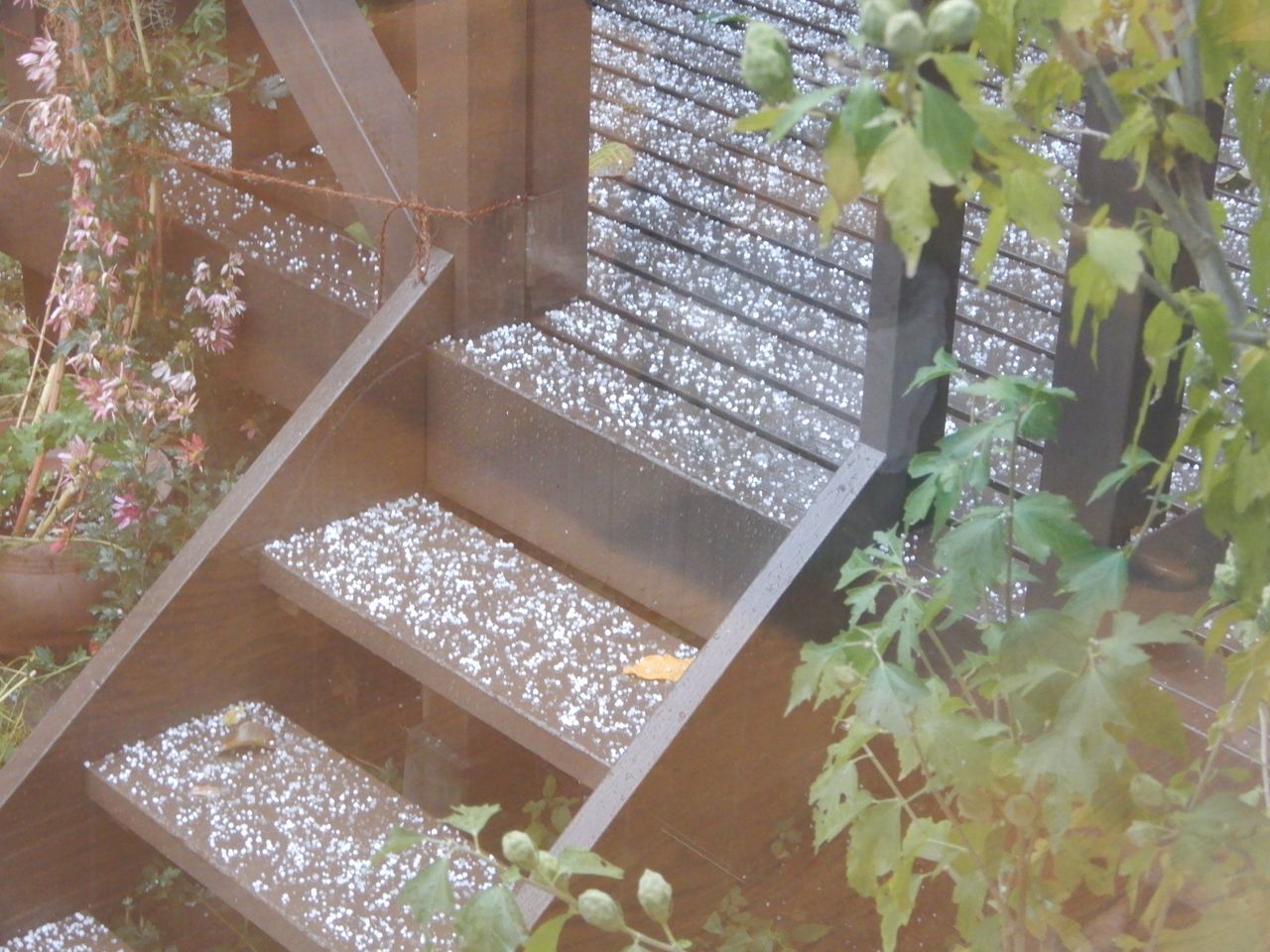アラレから初積雪_c0025115_21173807.jpg