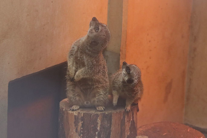 ミーアキャットの子供たちとニホンカモシカ「ムム」（井の頭自然文化園）_b0355317_21204992.jpg