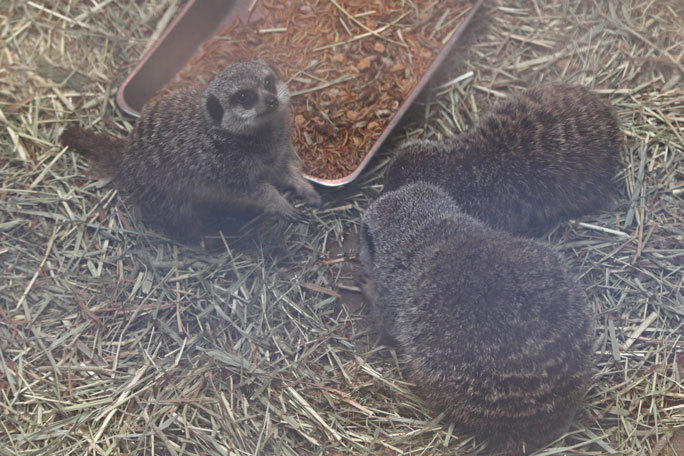 ミーアキャットの子供たちとニホンカモシカ「ムム」（井の頭自然文化園）_b0355317_21214584.jpg