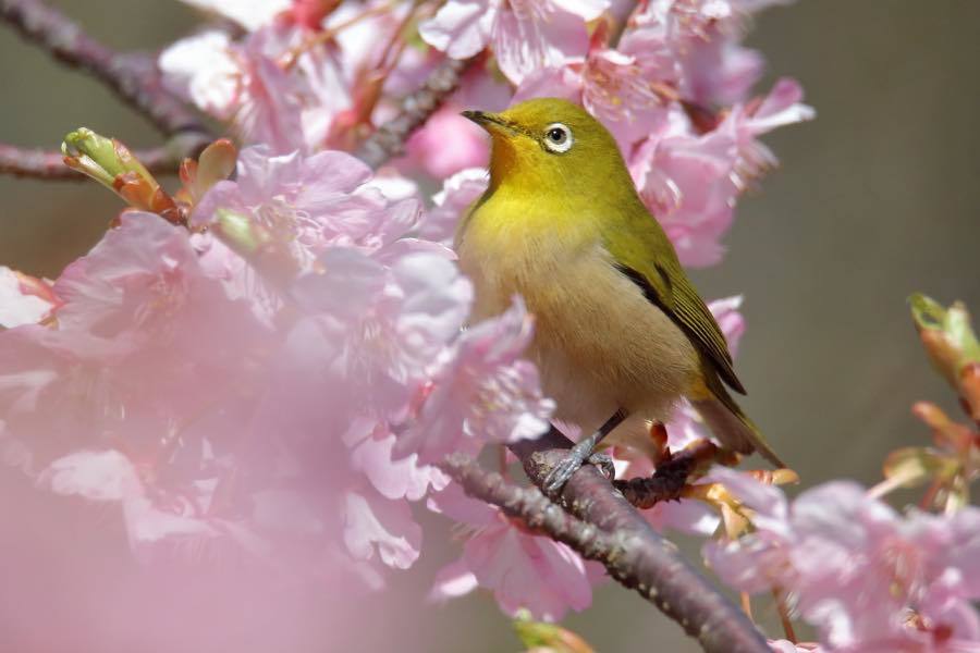 お気に入りの河津桜とメジロの組み合わせ 四十雀の欣幸 野鳥写真日記