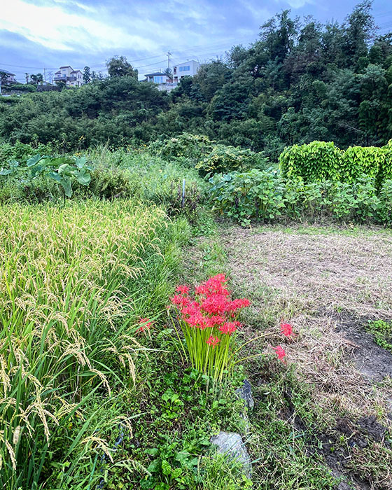 あきる野市五日市 / iPhone 11_c0334533_21100874.jpg