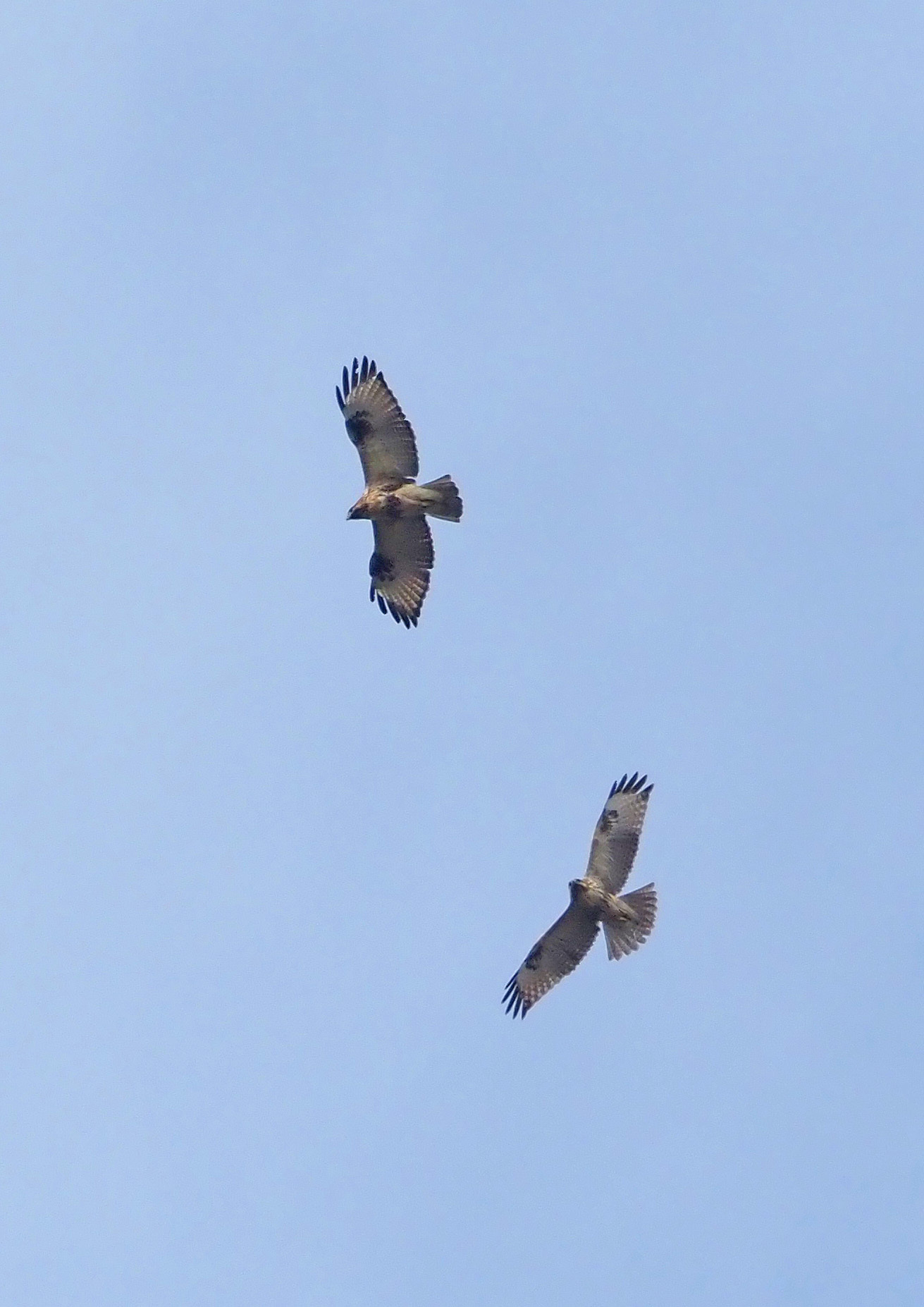 ノスリ 鵟 学名 Buteo Japonicus 野鳥との出会い