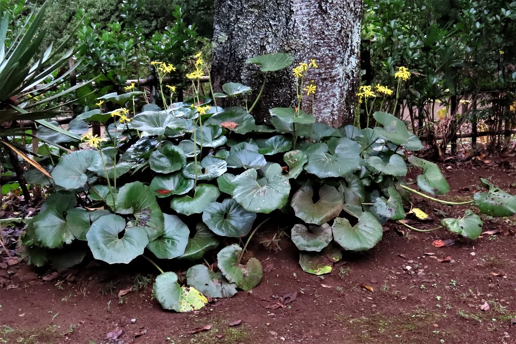 秋の公園で散策しました_b0236251_10592577.jpg