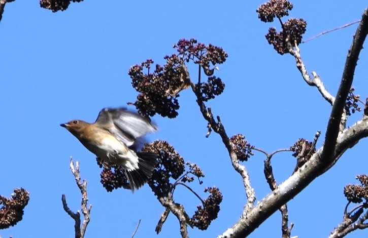 野鳥トレ 230 神戸森林植物園_b0227552_14535649.jpg