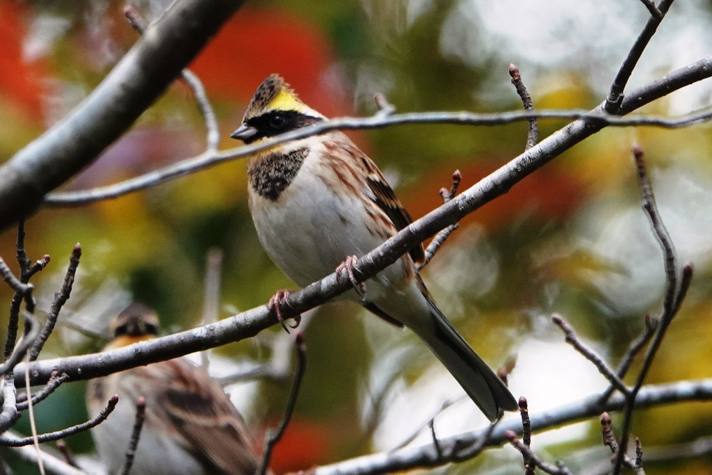 野鳥トレ 230 神戸森林植物園_b0227552_14535673.jpg