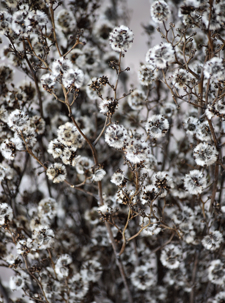 11月9日 スターリンジア : 花ねこ日記