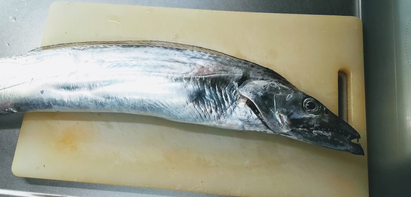 太刀魚 。。。 ! !_a0248459_15313672.jpg