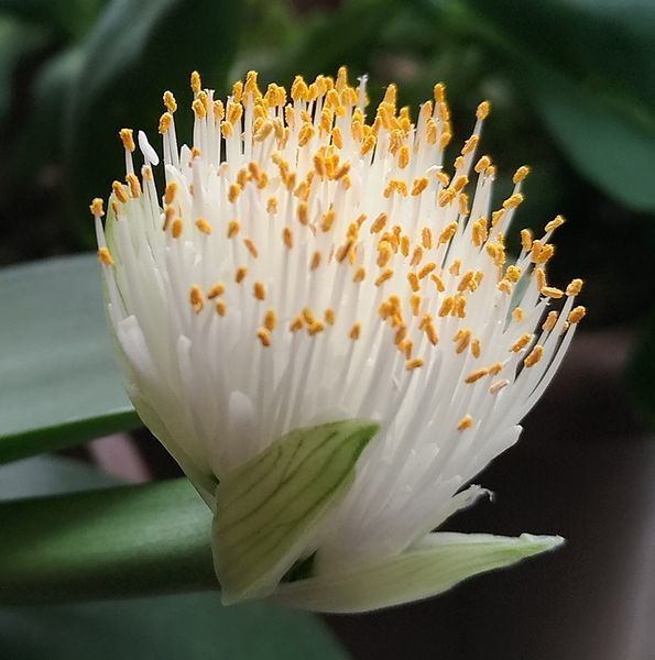 名前の分からない植物の花 無色日記