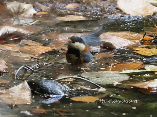 豊平公園で_b0186563_22485953.jpg