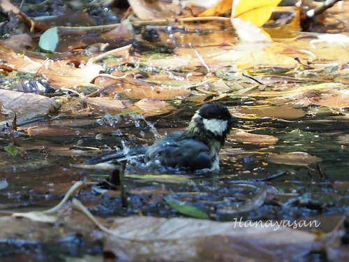 豊平公園で_b0186563_22491381.jpg