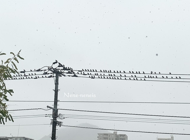 雪が降ってきた 今日は何をする 雪が降ってきた 今日は何をする