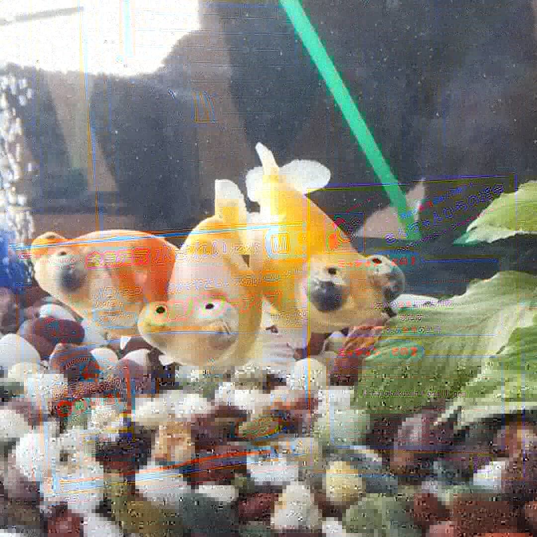 10 31 救済金魚 闇丸くんと共に By Crazy Wife
