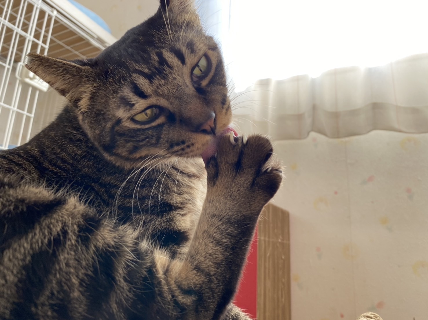 Mu Mu さんのはちわれエコバッグ Gin Tetsu Nosuke Mu Mu さんのはちわれエコバッグ Gin Tetsu Nosuke